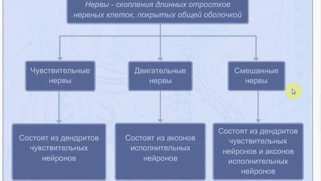 Это трудно??? Нет -легко!! Нервная ткань. Нейрон. Рефлекторная дуга. ЕГЭ.ОГЭ. Биология. смотреть онлайн