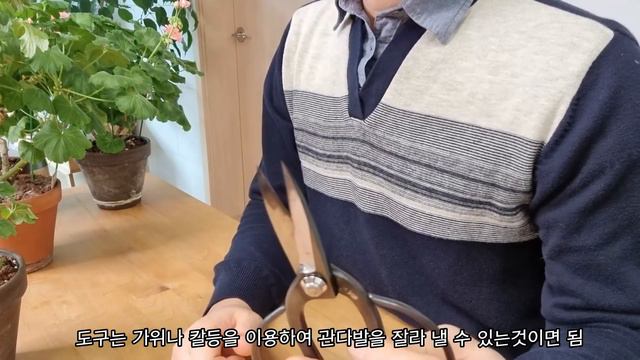제라늄 풍성한 꽃만들기 /잠자는 눈틔우기/아상처리/새순받기 /아파트 정원 홈가드닝 Pelargonium Making geranium plentiful flowers смотреть онлайн