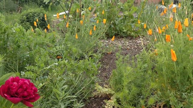 Hybrid Peony and larkspur смотреть онлайн
