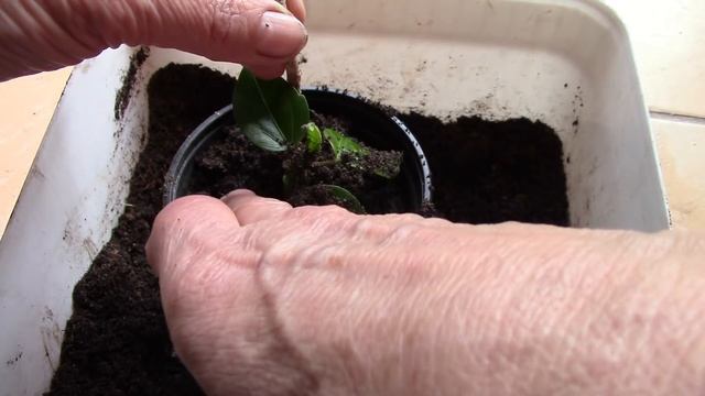 Гибискус - китайская роза. Размножить черенками и семенами! смотреть онлайн