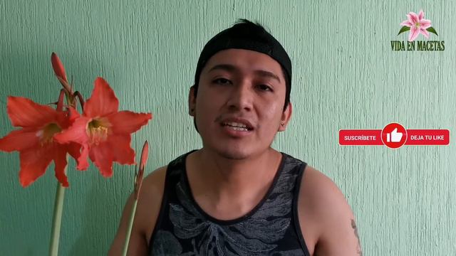 Hippeastrum Puniceum 🌺 Floracion /Cuidados 🌱🌱🌱 смотреть онлайн