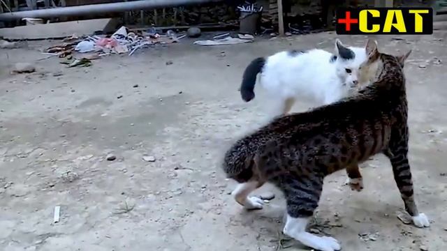 Тест на психику! Супер драка котов 2021(Злые коты) Кот после драки! смотреть онлайн