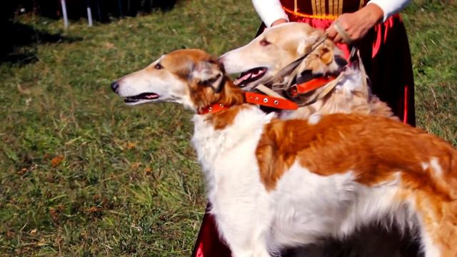 Царская псовая охота смотреть онлайн