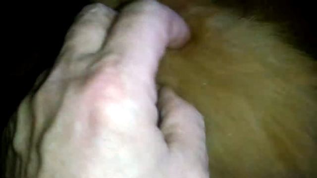 Настоящий тигр Котик Мейн кун красного тигрового окраса. This tiger Cat Maine Coon red tiger color смотреть онлайн