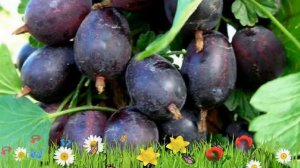 Крыжовник обыкновенная Черносливовый ? Обзор: посадка и уход. крупномеры: описание и особенности