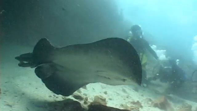 Buceo en North Seymour.avi ISLAS GALAPAGOS - LUIS ALBERTO JARA MOSQUERA смотреть онлайн