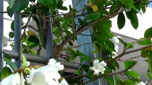 Лиана Beaumontia Grandiflora