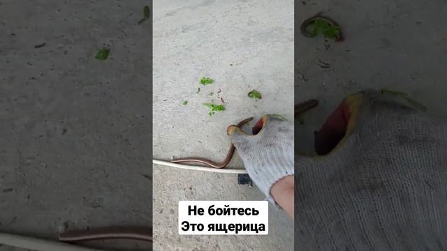 Безобидный змея Кубань смотреть онлайн