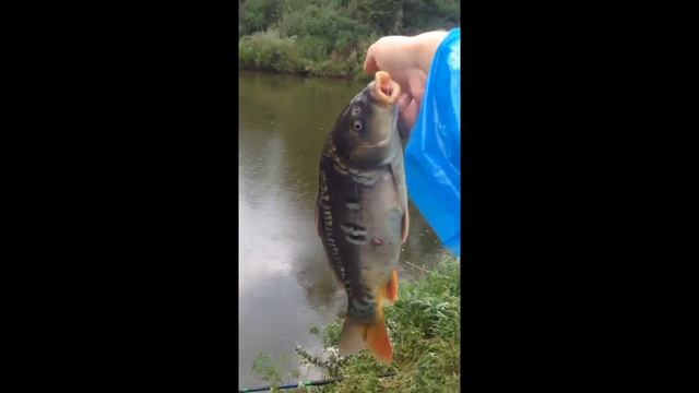 Карп зеркальный смотреть онлайн