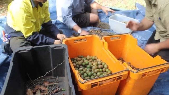 Macadamia Nuts Harvesting Process | Modern Macadamia Harvesting Machine | Macadamia Nuts Processing смотреть онлайн