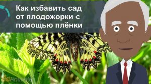 Как избавить сад от плодожорки с помощью плёнки