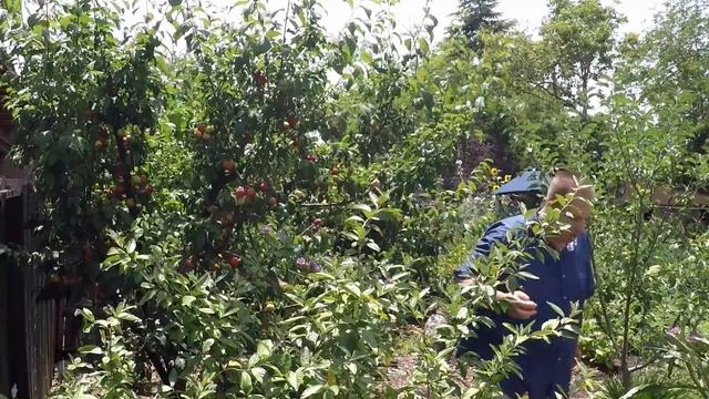 Harvesting Fresh Organic Homegrown Plumcots From My Backyard Fruit Tree