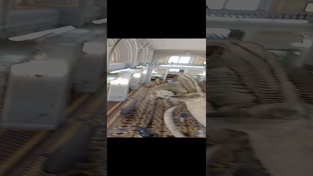 зоологический музей санкт-петербург
