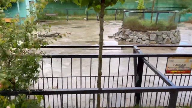 Обзорная экскурсия по парку Львов «Тайган». Куда сходить с детьми в Крыму! смотреть онлайн