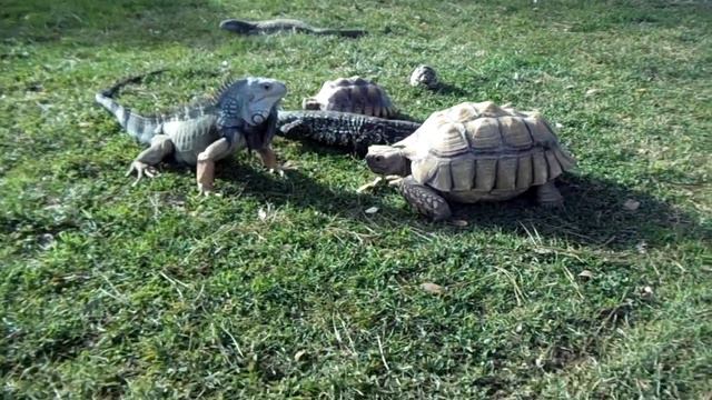 sulcata tortoise, iguana, tegu, savannah monitor, leopard tortoise смотреть онлайн