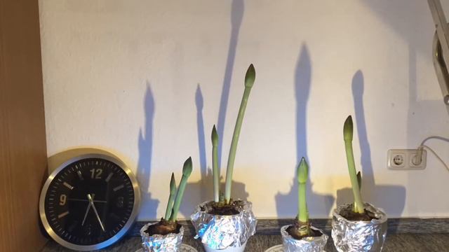 very beautiful 3 Color Amaryllis Timelapse смотреть онлайн