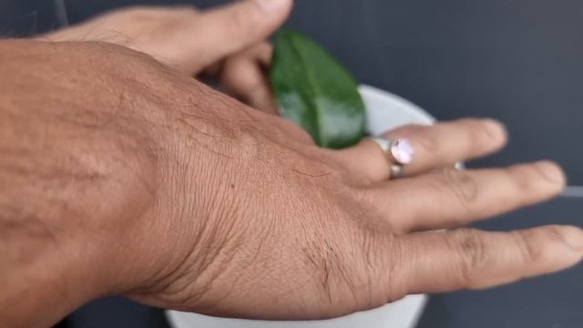 How To Grow Camellia Plant From Single Leaves смотреть онлайн