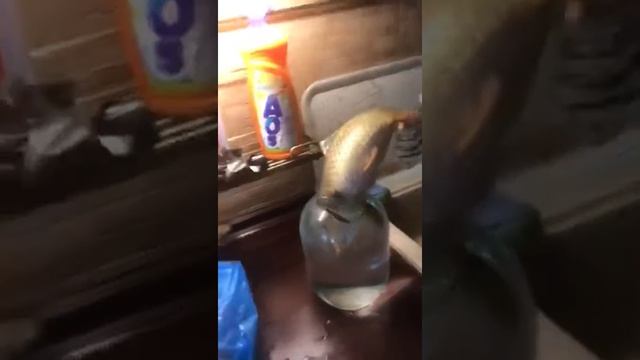 Как спасти рыбу? Женская логика. Как правильно хранить рыбу. смотреть онлайн