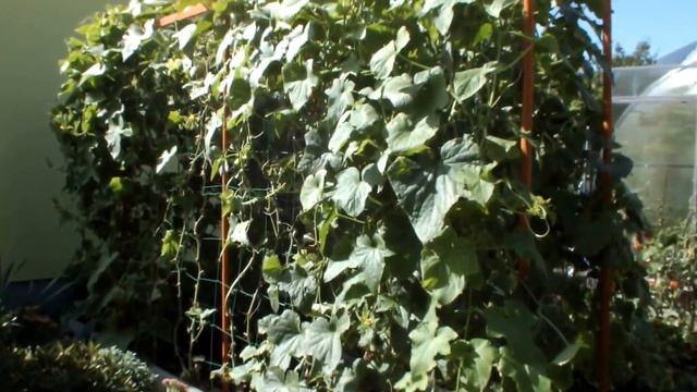 Дача в Германии , Помидоры, Огурцы, Арбузы, Дыни. Уже Осень. смотреть онлайн