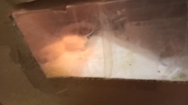 ПРОСТЕЙШИЙ БРУДЕР для цыплят // Не это ли БРУДЕР всех времён?.. // Как сделать брудер своими руками