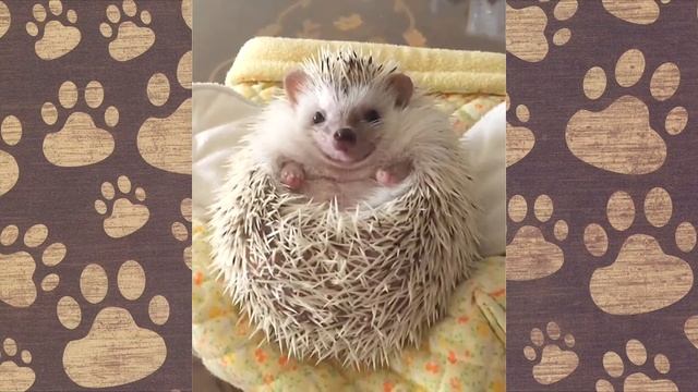 ДОМАШНИЙ ЕЖИК ПОПИК(смешной домашний ёжик) смотреть онлайн