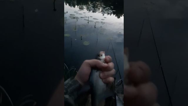 Лещ! Вечерний клёв смотреть онлайн