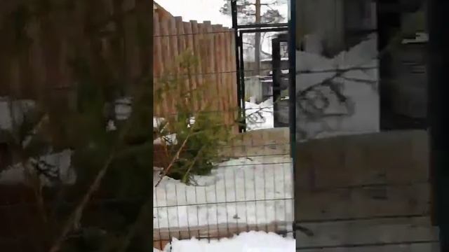 Лиса обыкновенная смотреть онлайн