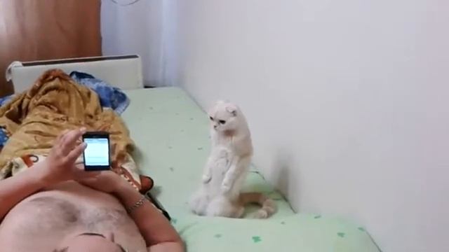 Кот - патриот|Приколы 2017|Кот встал под Гимн России смотреть онлайн