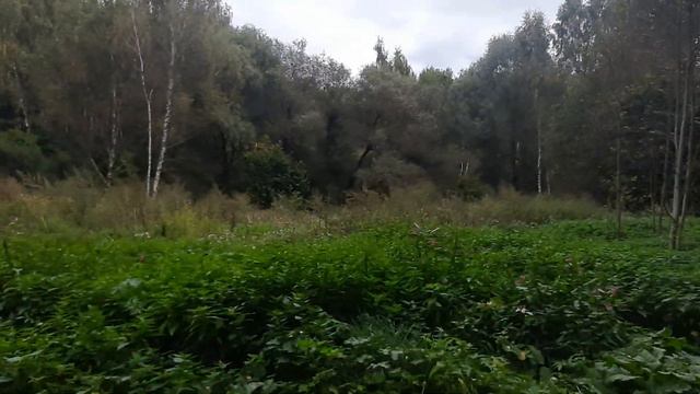 железистая недотрога-3