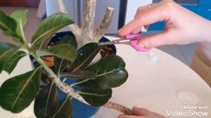 ПРАВИЛЬНОЕ ЧЕРЕНКОВАНИЕ АДЕНИУМА!