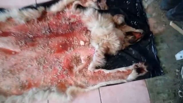 Выделка шкуры волка.1. смотреть онлайн