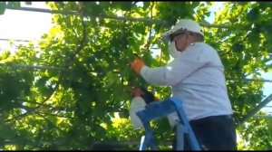 Опрыскивание винограда после дождя.