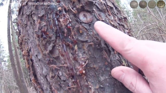 Поиск металлоискателем X-TERRA 705 - Рассыпуха советских монет.