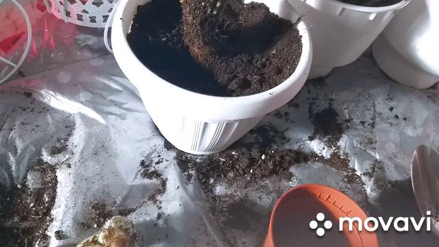 Один прекрасный летний денёк🏖.Кактусы🌵Посылка с Джума🛍Покупки для кухни.🥣🍼🍴🥄