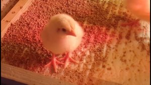 Инкубация бройлера Кобб-500 Чехия