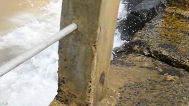 ? Саламандра на Шри Ланке ? смотреть онлайн