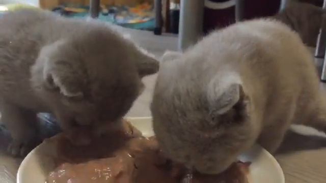 Котята кушают смотреть онлайн