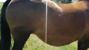 #Спаривание лошадей