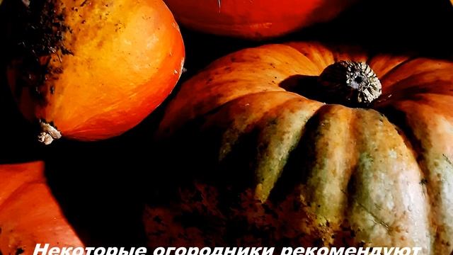 Как понять, что тыква созрела и её пора убирать? Сроки уборки, хранение тыквы. смотреть онлайн