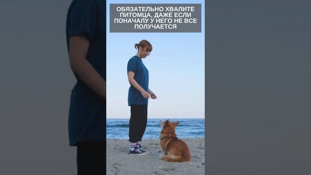 Вельш-корги пемброк - маленькая овчарка с большим и бесстрашным сердцем #shorts #corgi смотреть онлайн