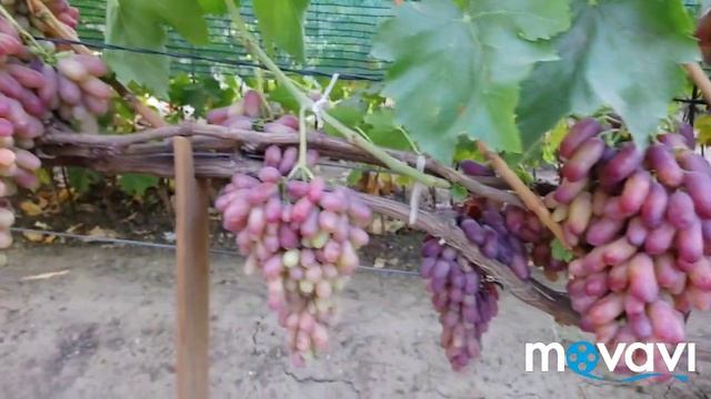 Виноград МАНИКЮР ФИНГЕР. смотреть онлайн