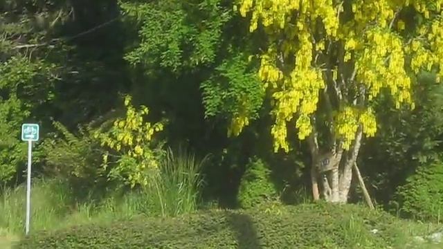 Laburnum Tree on Salt Spring Island смотреть онлайн