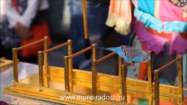 дрессированные животные на праздник смотреть онлайн