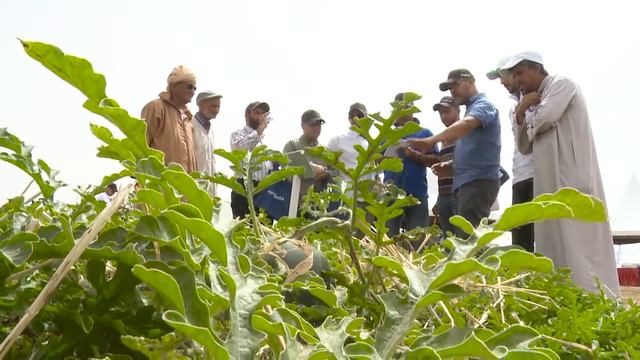 Mirsini Field Day - Morocco смотреть онлайн