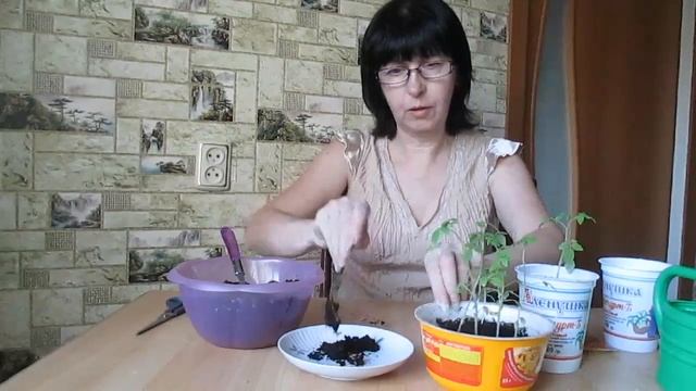 Как пикировать рассаду #томатов? Выращивание рассады томатов. смотреть онлайн