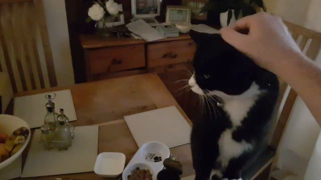 cat demands head pats смотреть онлайн