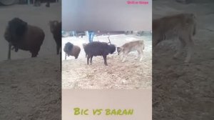 Самый страшный бой бык против барана