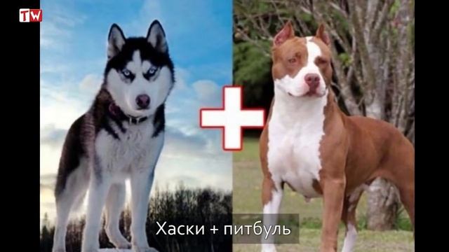 Сумашедшие скрещивания – 10 гибридов собак смотреть онлайн