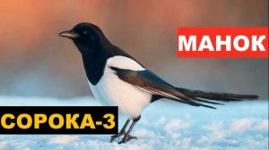 ?ГОЛОС (МАНОК) СОРОКА 3 - КАК РАЗОЗЛИТЬ СОРОКУ?