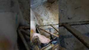 молодой хряк в деле, покрывает свиноматку)